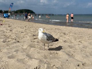 White grey sea gull bird walks on sandy Baltic sea beach on a summer day close up
