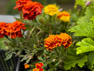 Blooming yellow orange and red Tagetes erecta marigolds decorative flowers in flower pot in balcony garden close up