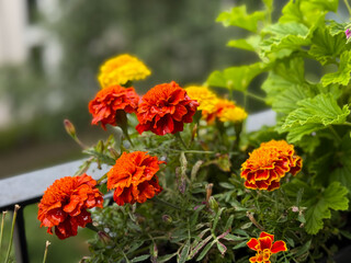 Blooming yellow orange and red Tagetes erecta marigolds decorative flowers in flower pot in balcony garden close up