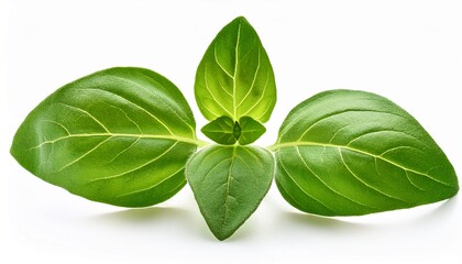 oregano leaves isolated on a white background