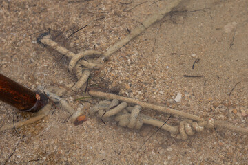 Knotted Rope Submerged in Clear Water