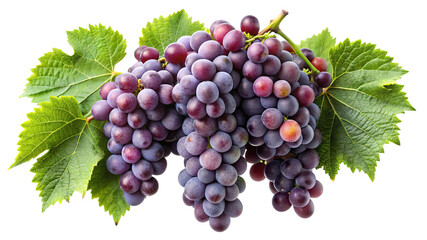 Freshly harvested cluster of ripe red grapes with green leaves isolated on transparent background