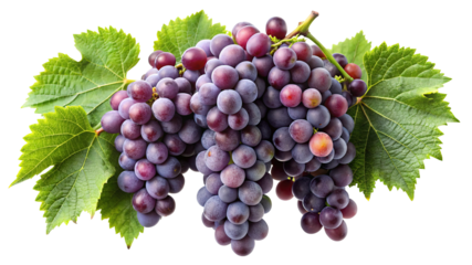 Freshly harvested cluster of ripe red grapes with green leaves isolated on transparent background