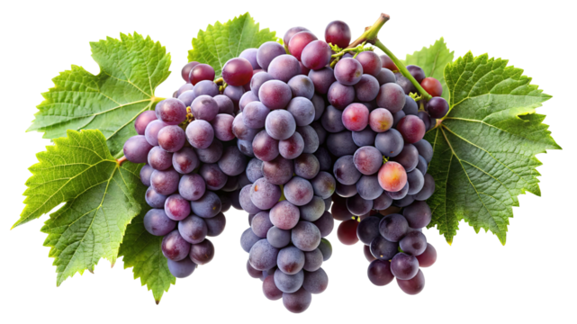 Freshly harvested cluster of ripe red grapes with green leaves isolated on transparent background