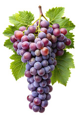 Fototapeta premium A lush bunch of ripe purple grapes with green leaves isolated on transparent background