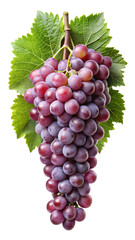 Fototapeta premium A ripe bunch of red grapes with green leaves hanging from a stem isolated on transparent background