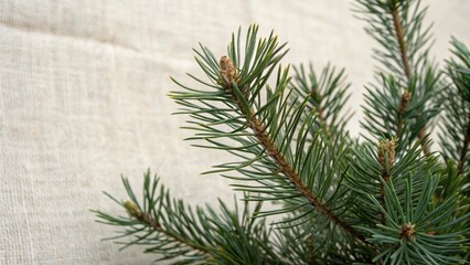 christmas tree branches