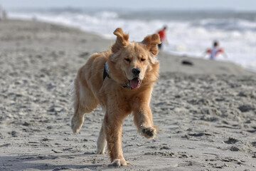 Playful golden retriever puppy running on the beach. 
