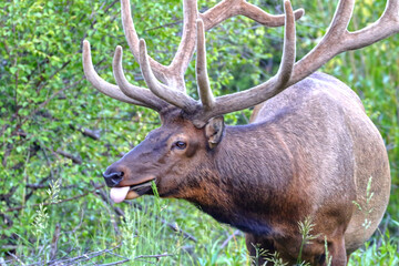 Fototapeta premium Bull elk bugling in the mountains during the fall rutting season. 
