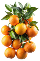 A cluster of ripe juicy tangerines with vibrant green leaves on a branch isolated on transparent background