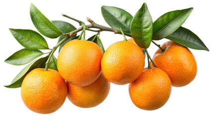 A cluster of ripe oranges with vibrant green leaves hanging from a branch isolated on transparent background