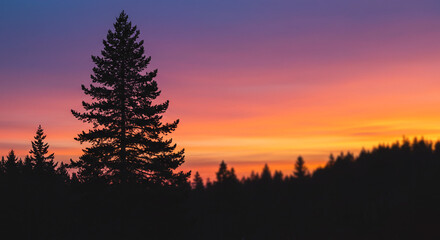 Silhouette of Tall Pine Tree Against Vibrant Sunset Sky with Forest Horizon