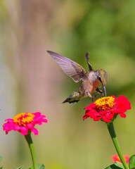 Ruby throated hummingbird infight around colorful flowers. 