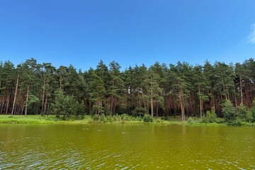 A tranquil lake with green water reflects a dense pine forest under a clear blue sky. Concept of: Natural harmony.