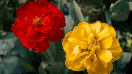 Red and Yellow Tulips in Spring Garden