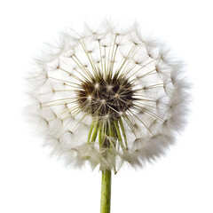 dandelion  isolated on white background. PNG Transparent file type with high definition quality And vibrant color grading Available.