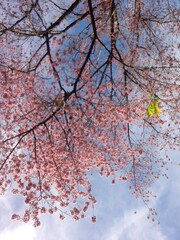 pink cherry blossom