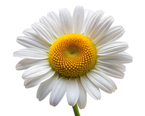 daisy  isolated on white background. PNG Transparent file type with high definition quality And vibrant color grading Available.