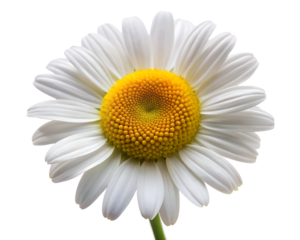 daisy  isolated on white background. PNG Transparent file type with high definition quality And vibrant color grading Available.