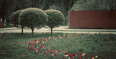 Colorful Flower Bed and Ornamental Trees in Urban Park