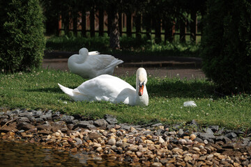 Two swans are resting on the grassy lakeside, enjoying the calm surroundings. One swan is grooming its feathers while the other is relaxed nearby. The scene is tranquil and serene.