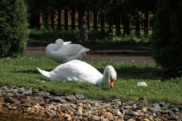 Two swans are resting on the grassy lakeside, enjoying the calm surroundings. One swan is grooming its feathers while the other is relaxed nearby. The scene is tranquil and serene.