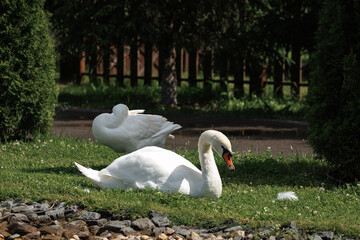 Two swans are resting on the grassy lakeside, enjoying the calm surroundings. One swan is grooming its feathers while the other is relaxed nearby. The scene is tranquil and serene.