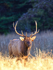 Bull elk bugling in the mountains during the fall rutting season. 