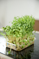 Fresh green pea sprouts on the kitchen table in the bright kitchen