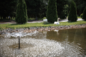 Swans rest peacefully on the grassy bank of a pond, surrounded by lush greenery and a gentle bubbling fountain. The serene environment invites contemplation and relaxation.