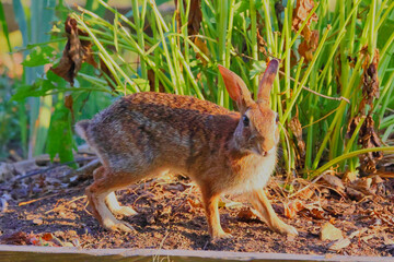 Closeup cottontail bunny rabbit in habitat. 