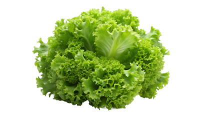 lettuce  isolated on white background. PNG Transparent file type with high definition quality And vibrant color grading Available.