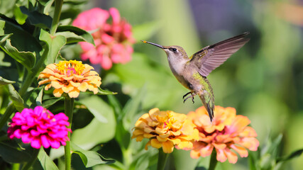 Ruby throated hummingbird infight around colorful flowers. 