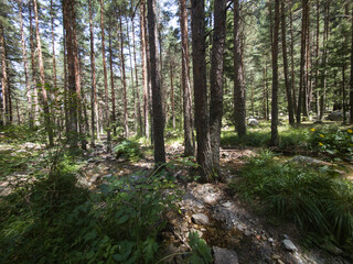 Rila Mountain near Beli Iskar River, Bulgaria