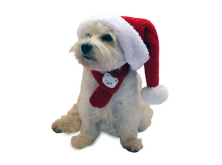 A playful white West Terrier dog wears a festive Christmas hat and a cozy red scarf, ready to join in holiday celebrations. Its cheerful appearance adds joy to the seasonal atmosphere.