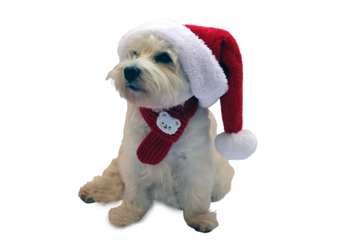 A playful white West Terrier dog wears a festive Christmas hat and a cozy red scarf, ready to join in holiday celebrations. Its cheerful appearance adds joy to the seasonal atmosphere.