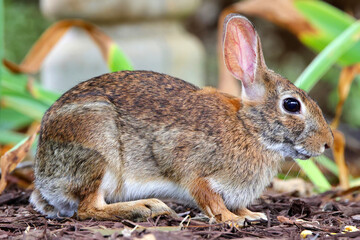 Closeup cottontail bunny rabbit in habitat. 