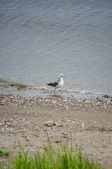 Lake Seagull