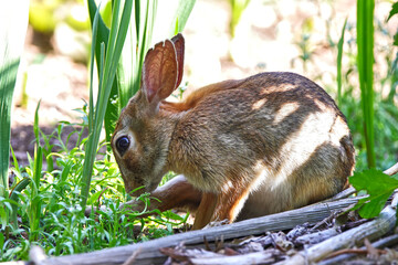 Cute bunny rabbit cottontail closeup in grassy field and eating apples. 