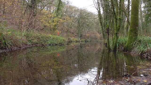 Woodland Pond in the Clyne Valley, Swansea, Wales, U.K.