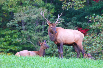 Bull eld and cow bugling mate in the rut in the North Carolina mountains. 