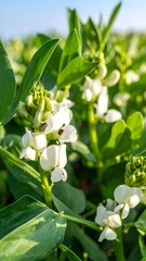 Obraz premium Close-up of vibrant white flowers on green plants