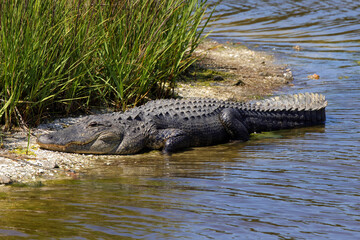 American alligator sunny on pond bank in grass. 