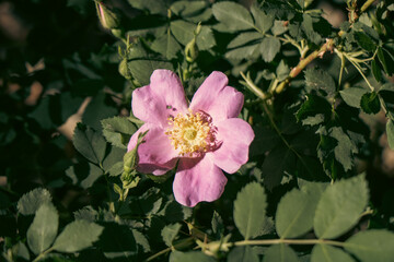 Summer Hiking Views of Farmington Canyon Utah Waterfalls and Flowers 
