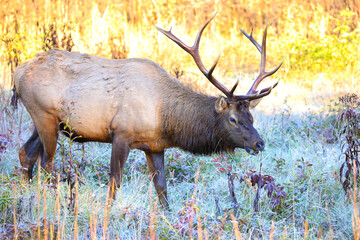 Bulk elk herd in mountain habitat. 