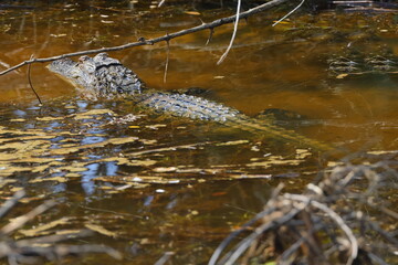 American alligator swimming away in brackish saltwater marsh. 