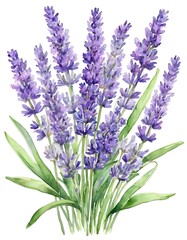 Obraz premium A beautiful arrangement of lavender flowers painted in soft watercolor tones, capturing the elegance of nature in a vibrant garden during a warm, sunny afternoon Generative AI