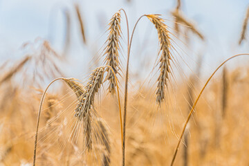 Close-up view of mature, golden wheat field Ripe wheat stalks varying in height with some harvested...