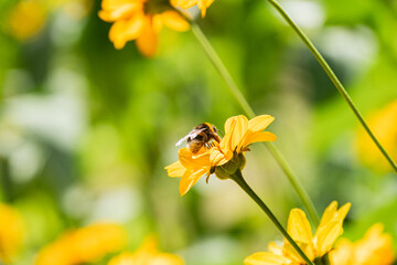 Meadow scene with black and yellow bee on a yellow flower in natural lighting, shallow depth of...