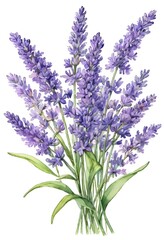 Naklejka premium A stunning composition reveals a bouquet of lavender flowers in full bloom, each stem filled with rich hues of purple Generative AI